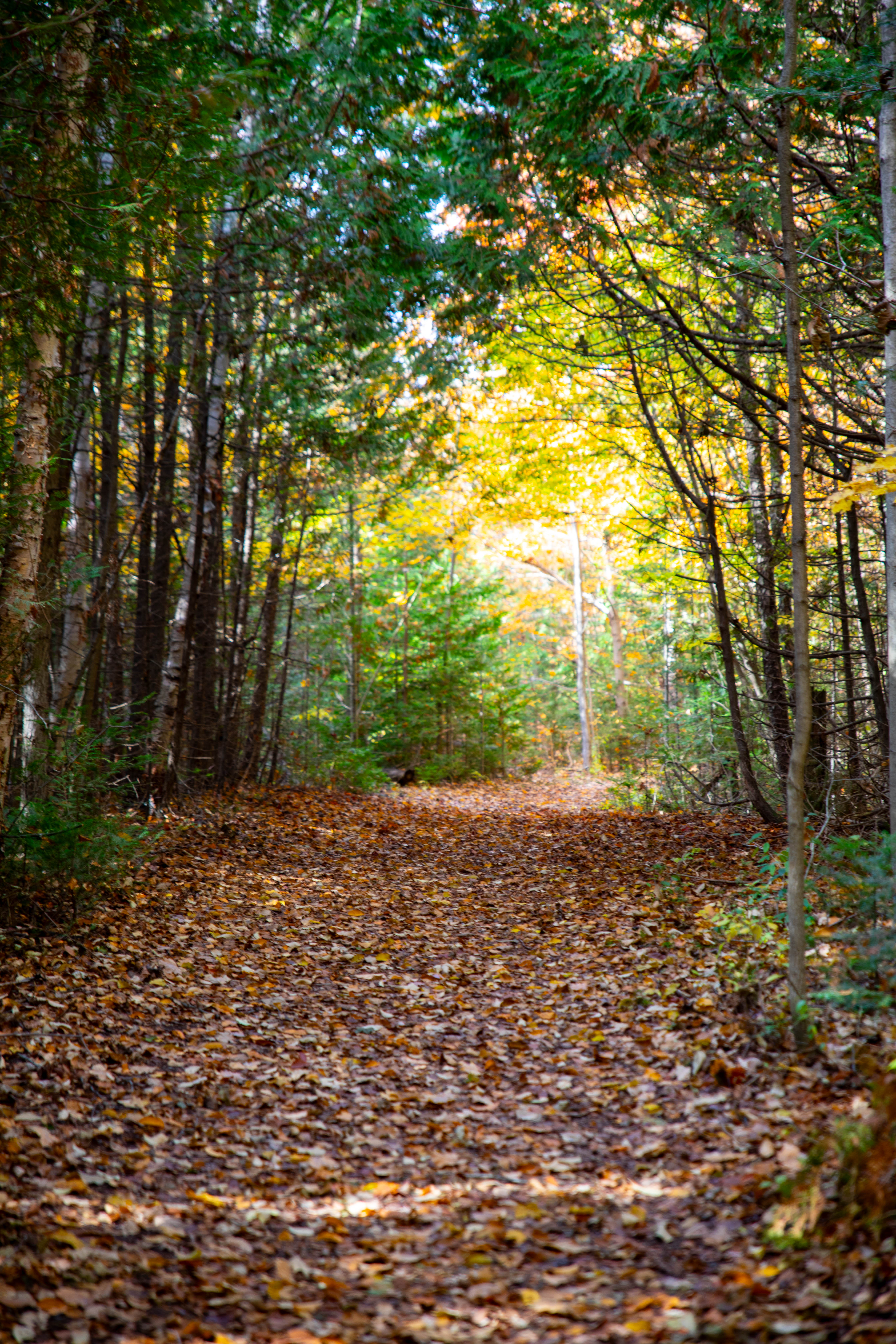 Scenic fall trail.