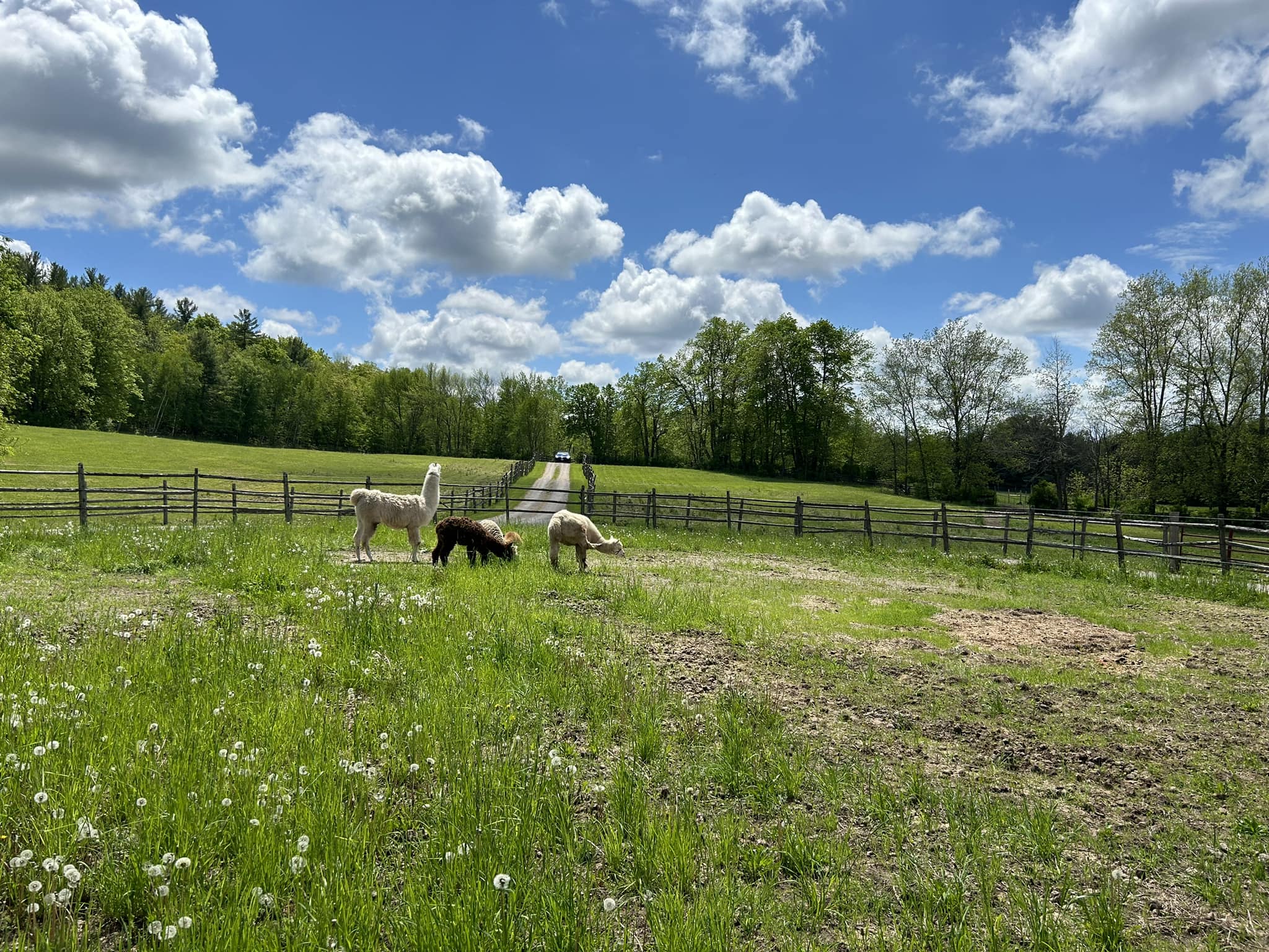 4 alpacas in a fenced pasture