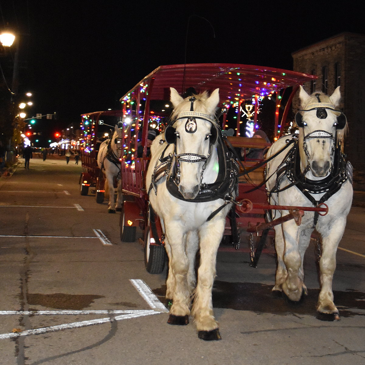 Two white horses pull a covered wagon with Christmas lights on it at Hometown Christmas.